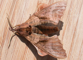 Blind-eyed Sphinx